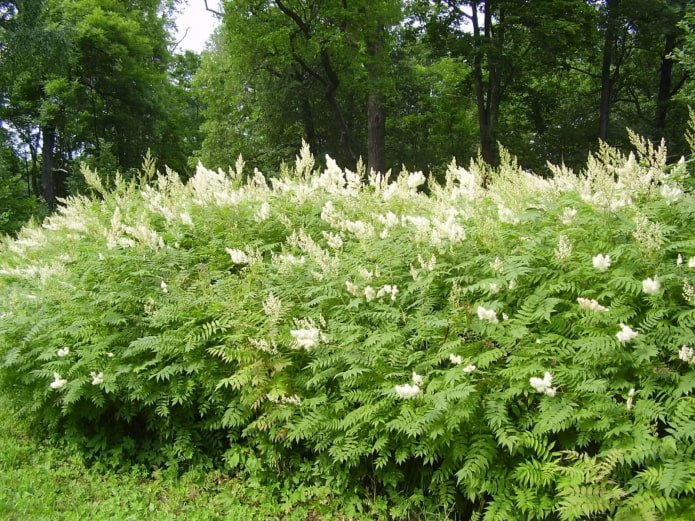 Ebereschenblüte