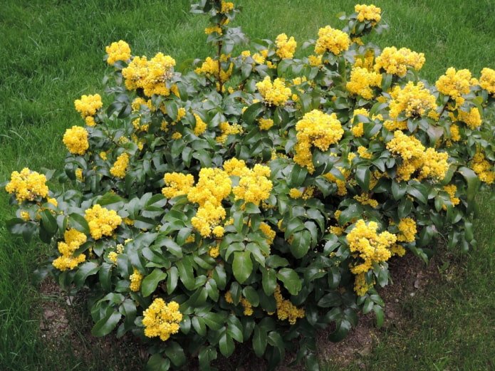 Blühende Mahonie im Garten