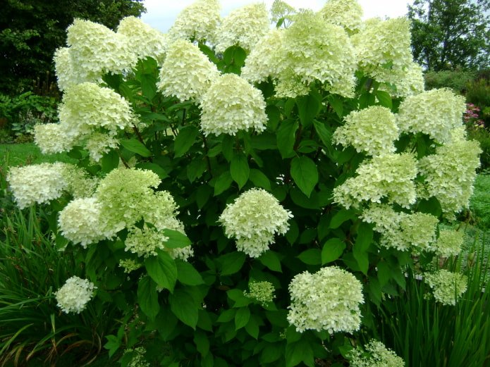 Blüte der Rispenhortensie