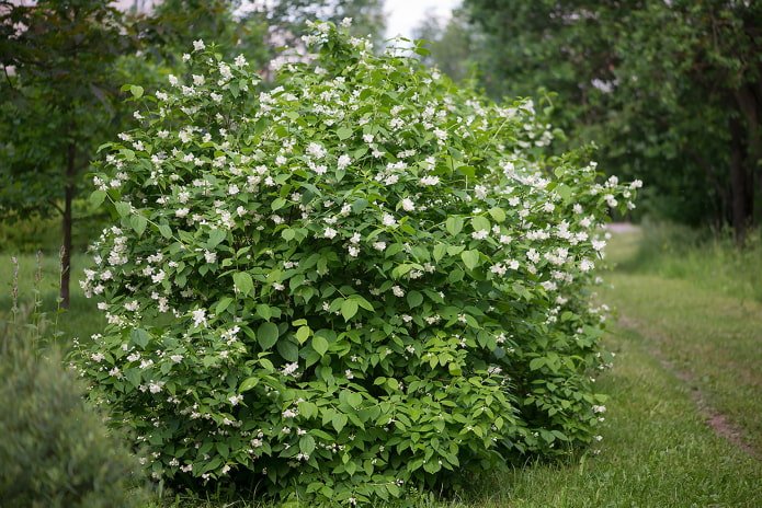 der Unterschied zwischen Scheinorangenbaum und Jasmin