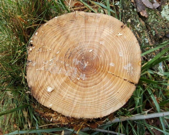Ascheschnitt