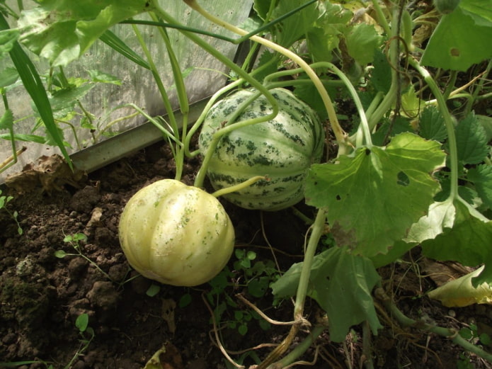 Manduria anbauen