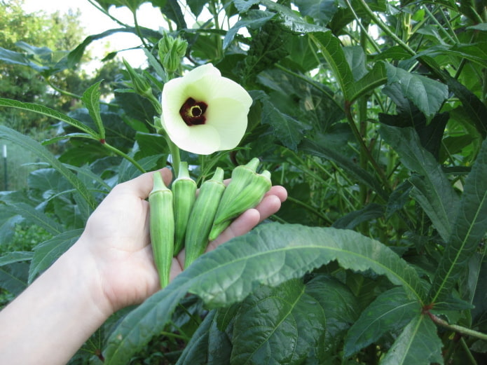 Blühende Okra