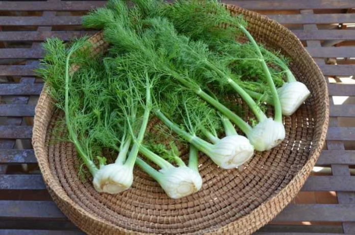 Fenchel
