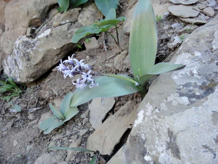 Litvinovs Hyazinthe