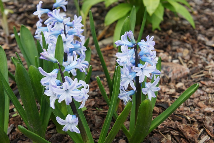 Orientalische Hyazinthe