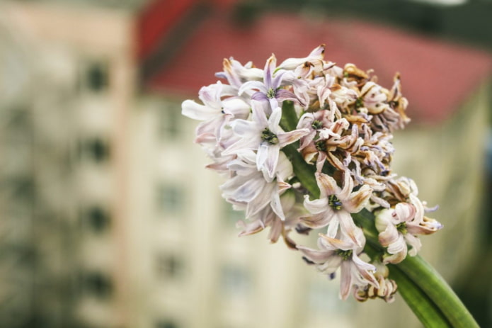 kranke Hyazinthe