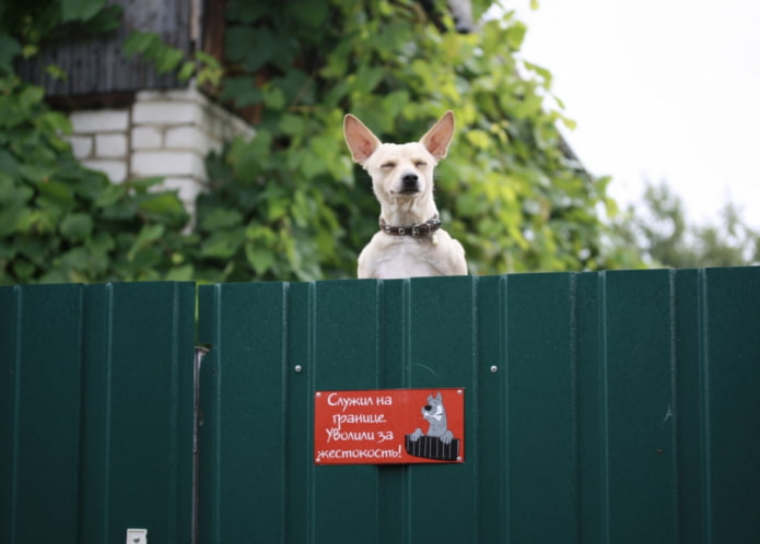 Vorsicht vor dem wütenden Hund