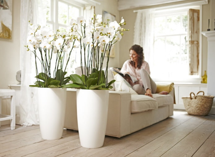 Plastikorchideen im Interieur