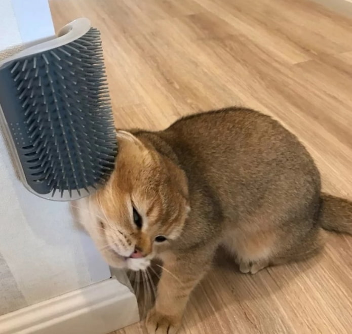 Katzenkamm