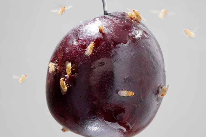 Obstmücken in der Küche