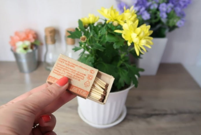 Wie man Mücken in Blumen loswird