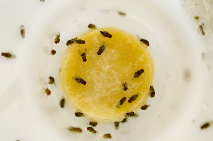 Drosophila-Prävention in der Küche