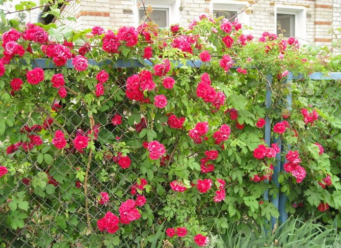 Rosen entlang des Zaun