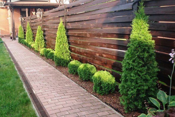 Thuja und Wacholder am Zaun