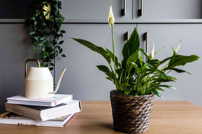 Beispiel für die Blüte von Spathiphyllum