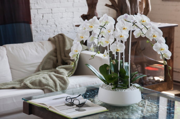 weiße Orchidee