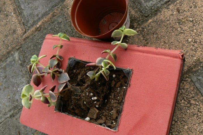 Fertigblumentopf