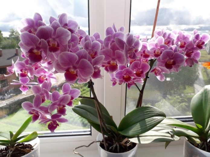Orchidee