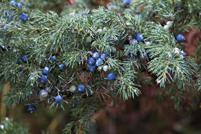 Wacholderzweige und -beeren
