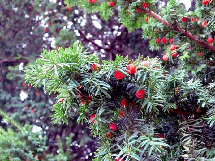 Eibenbeeren und -zweige