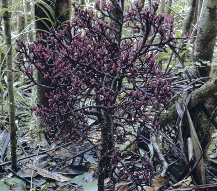 Pflanze Parasitaxus