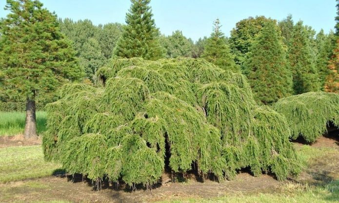 Kanadische Hemlocktanne