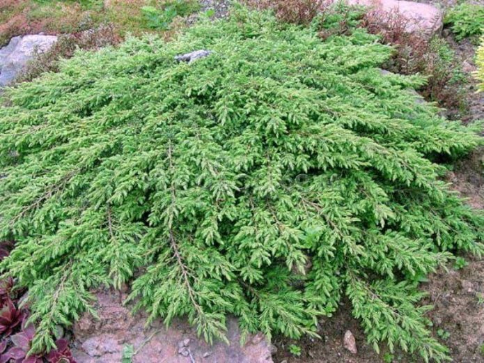 Grüner Teppichwacholder