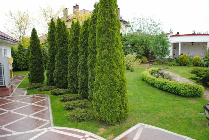 Hecke aus Smaragd-Thuja