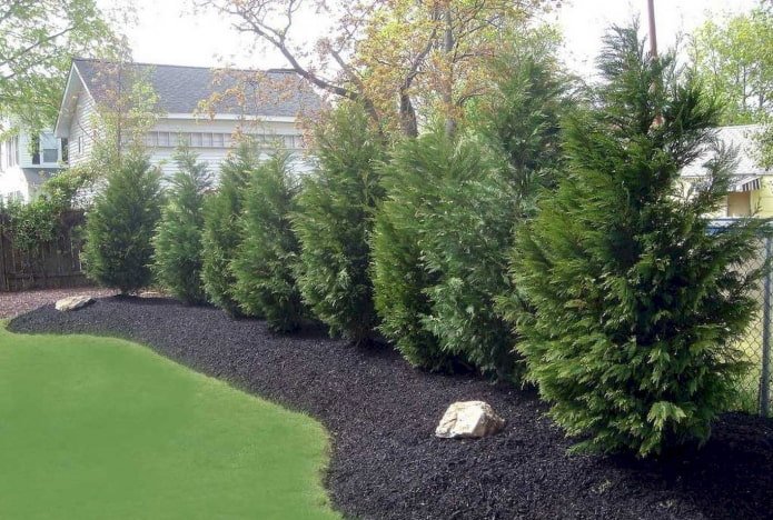 Hecke aus Zypresse