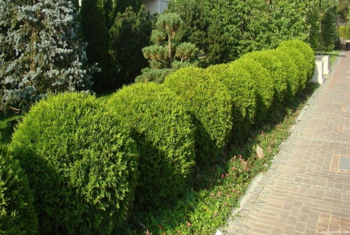 Hecke aus niedrig wachsenden runden Thujas