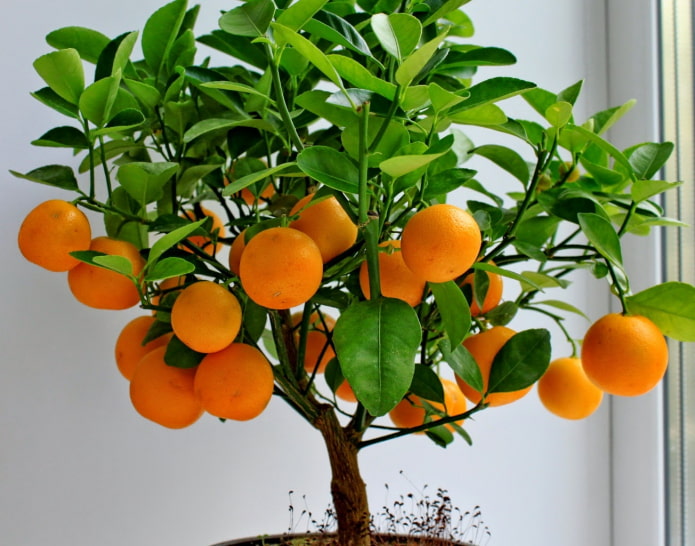 Mandarinenbaum