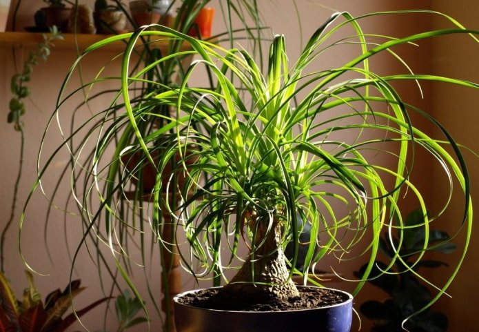Flaschenbaum