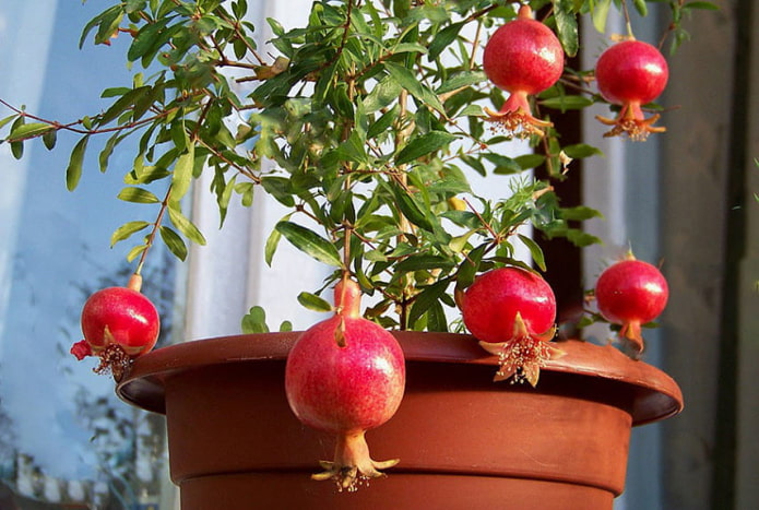 Granatapfel für den Innenbereich
