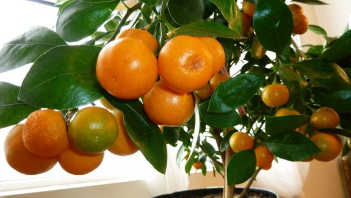 Mandarine