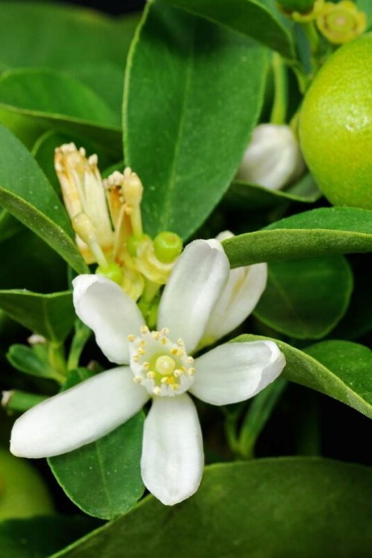 Blüte