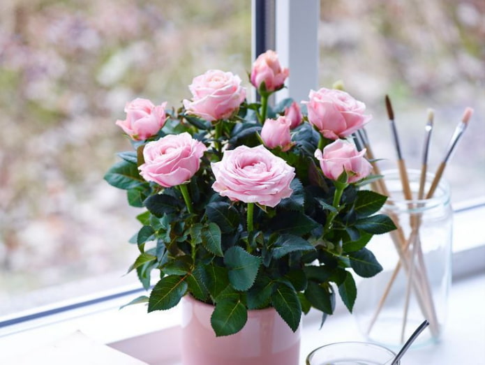 Zimmerrose