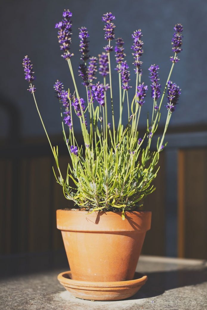 Lavendel