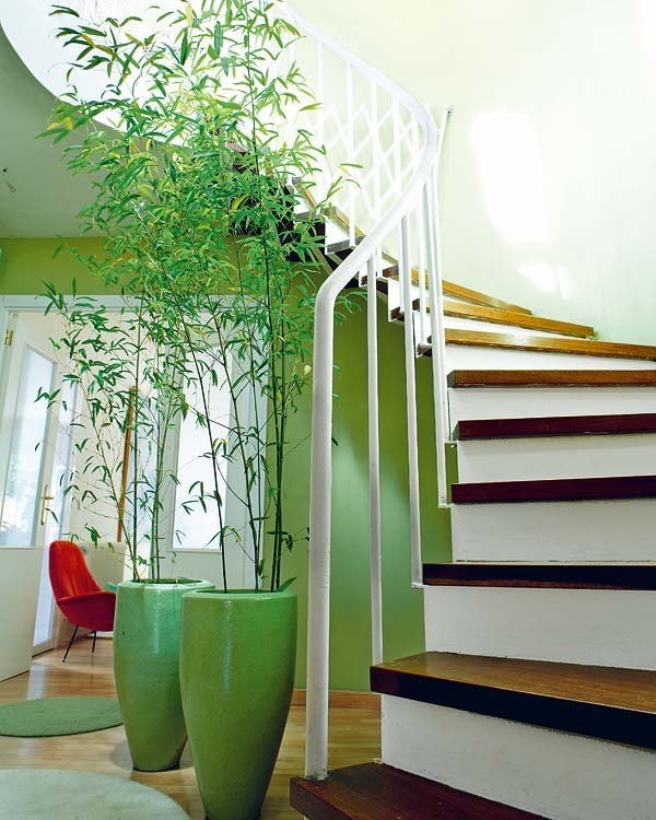 Bambus in Töpfen neben der Treppe