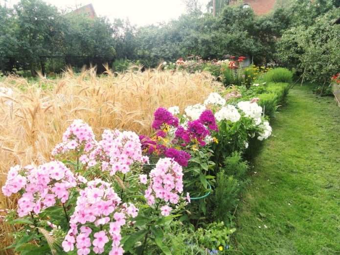 Blumenbeet und Roggen