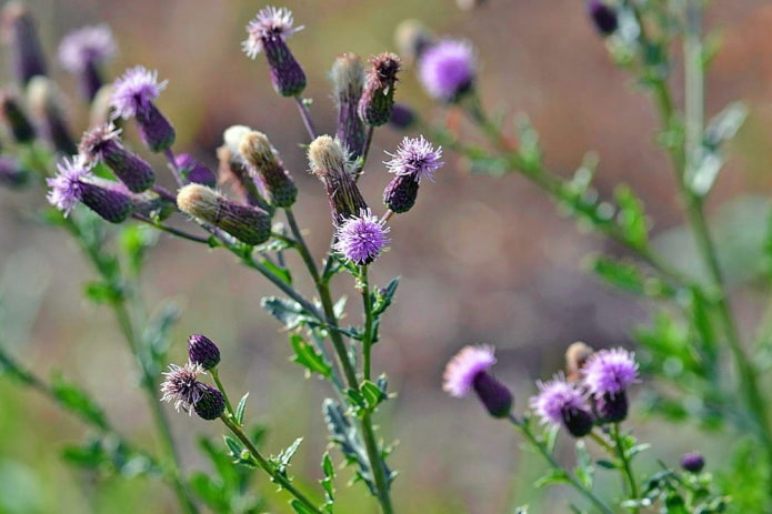 Acker-Distel