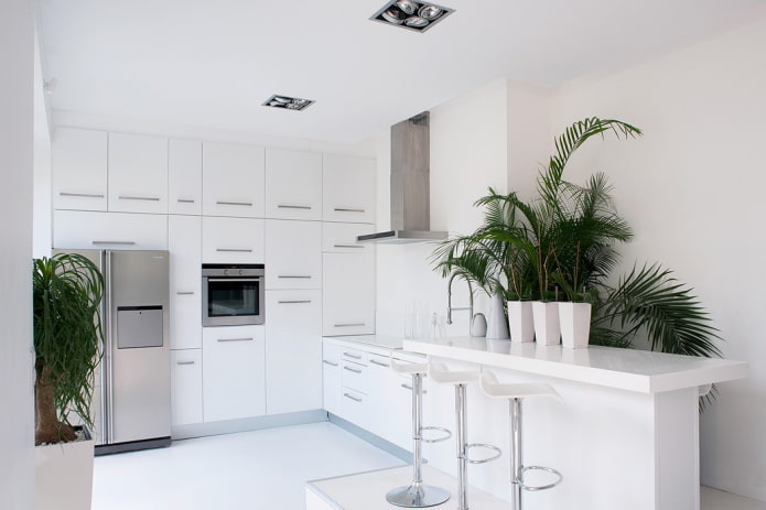 Palme im Kücheninterieur