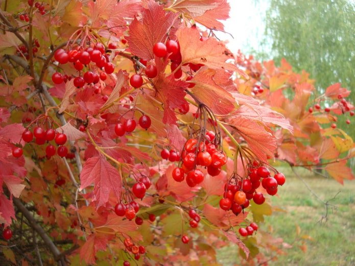 Schneeball im Herbst