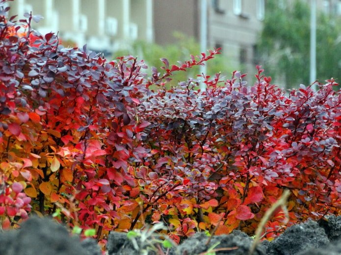 Berberitze Thunberg im Herbst