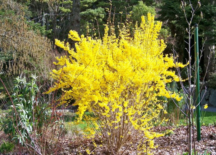 Forsythie im Frühling