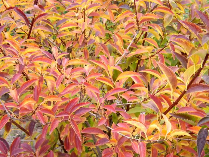 Forsythie im Herbst