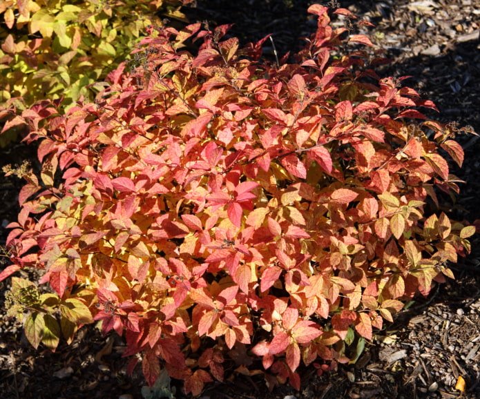 Japanische Spirea