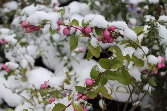 Rosa Schneebeere
