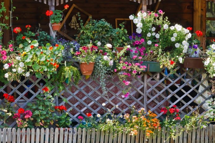 Blumen am Zaun auf dem Land