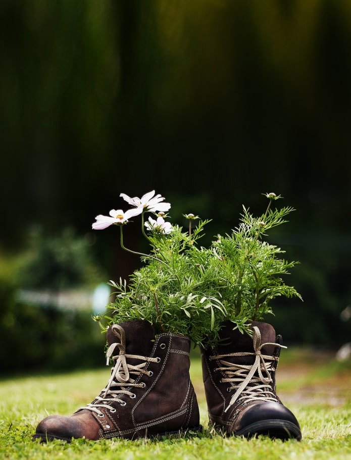 Blumen in Stiefeln